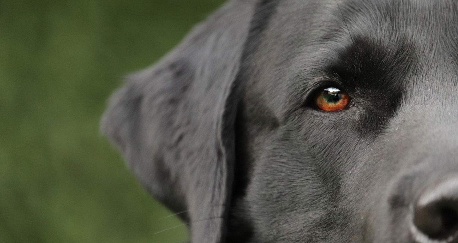 Aquesta nova app és perfecta per cuidar la teva mascota i controlar la seva salut