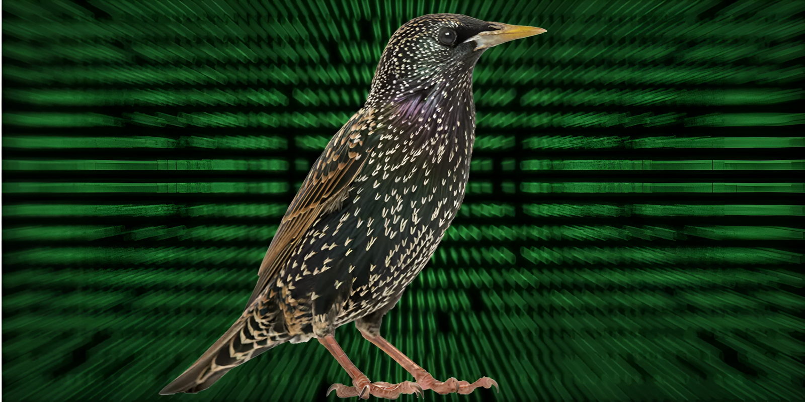 Logran almacenar un .PNG en un pájaro. Sí, podrás guardar tus fotos literalmente entre las nubes