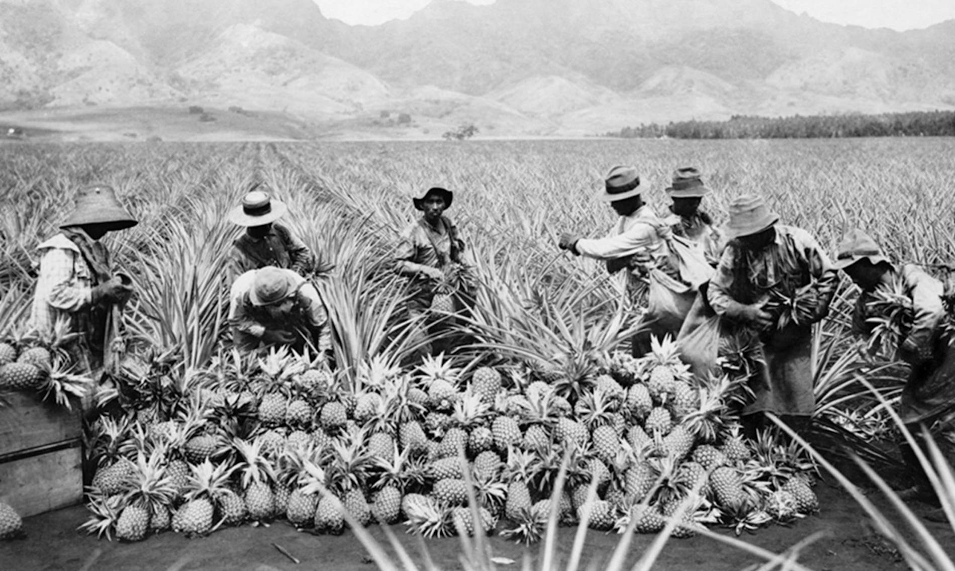 Trabajadores agrícolas de origen japonés en Hawái (1893). Fuente Archivo Estatal de Hawái Trabajadores agrícolas de origen japonés en Hawái (1893). Fuente Archivo Estatal de Hawái