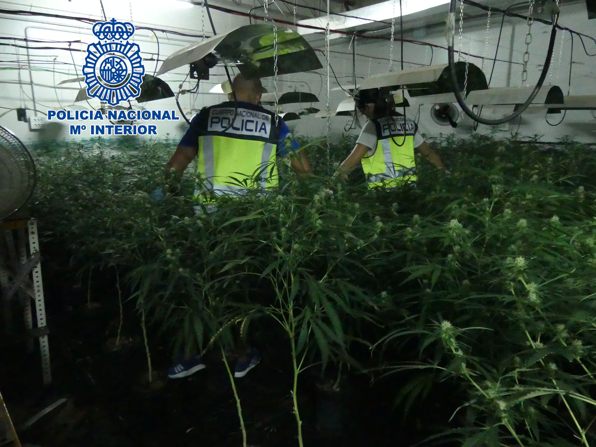 Desarticulan una organización dedicada al cultivo subterráneo de marihuana en Tarragona