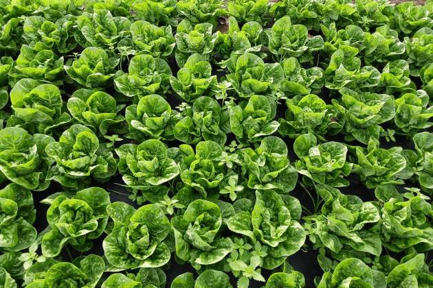 Beer Soil2 Damm Beer Soil2 Damm