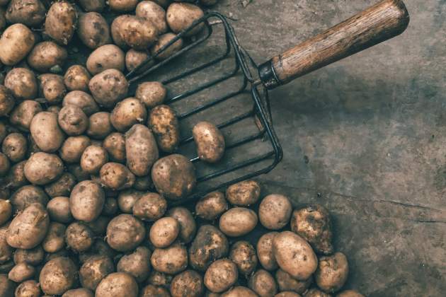 La patata va arribar posteriorment des d'Amèrica / Foto: Unsplash