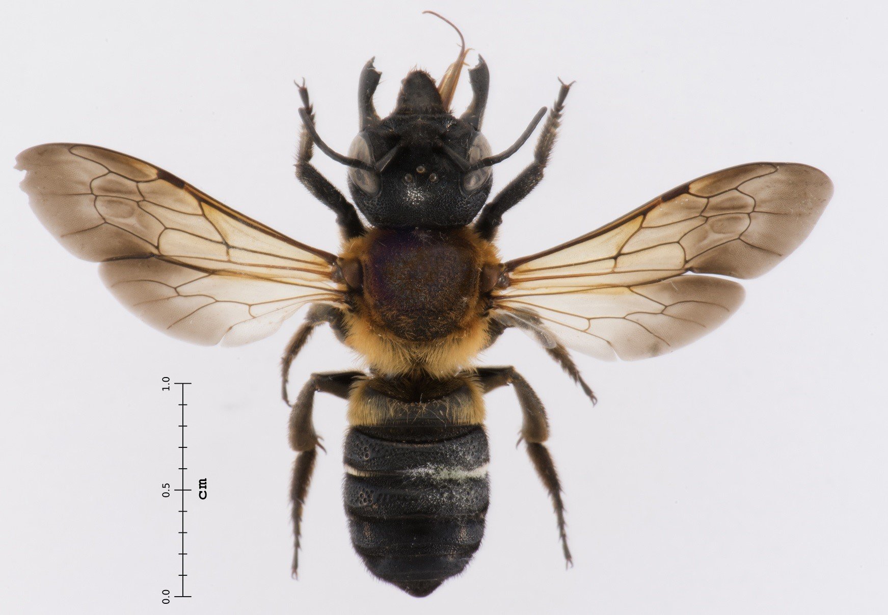 La abeja gigante resina llega en Catalunya