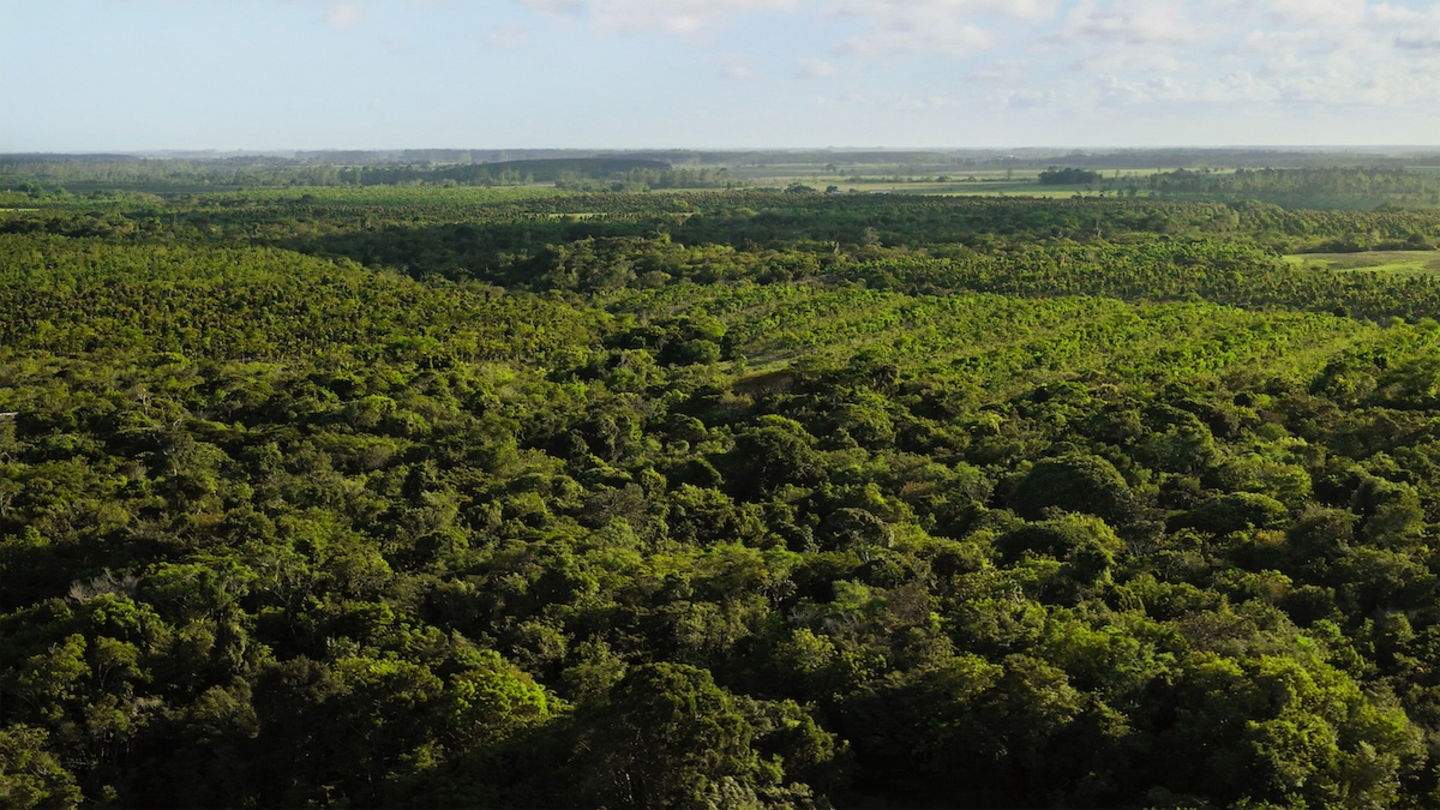El Fondo de Reforestación de Apple muestra sus progresos en el Bosque Atlántico de América del Sur