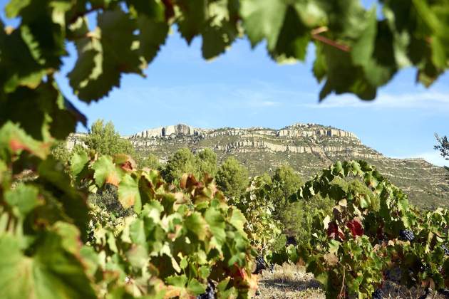 Vinya de la DO Catalunya. / Foto: Cedida Vinya de la DO Catalunya. / Foto: Cedida