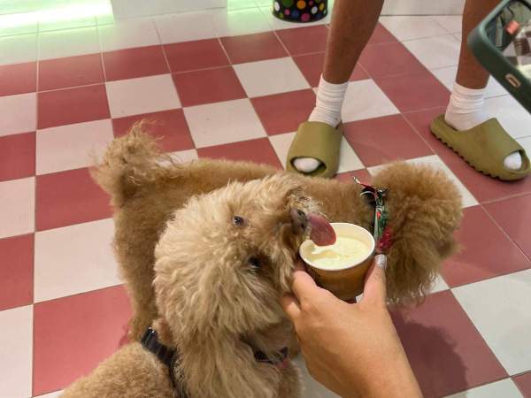 Una mascota en la tienda de helados Ill gelato dell Amore, en Barcelona