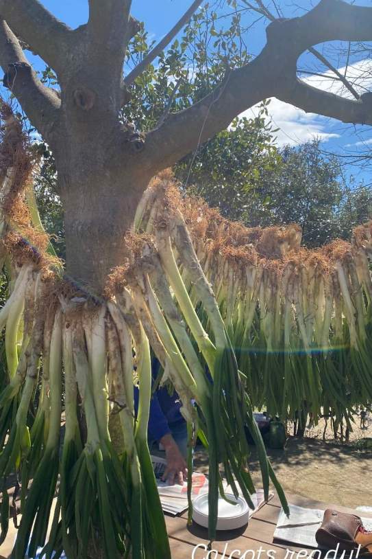 Los calçots del Cruanyes, Ig Los calçots del Cruanyes, Ig