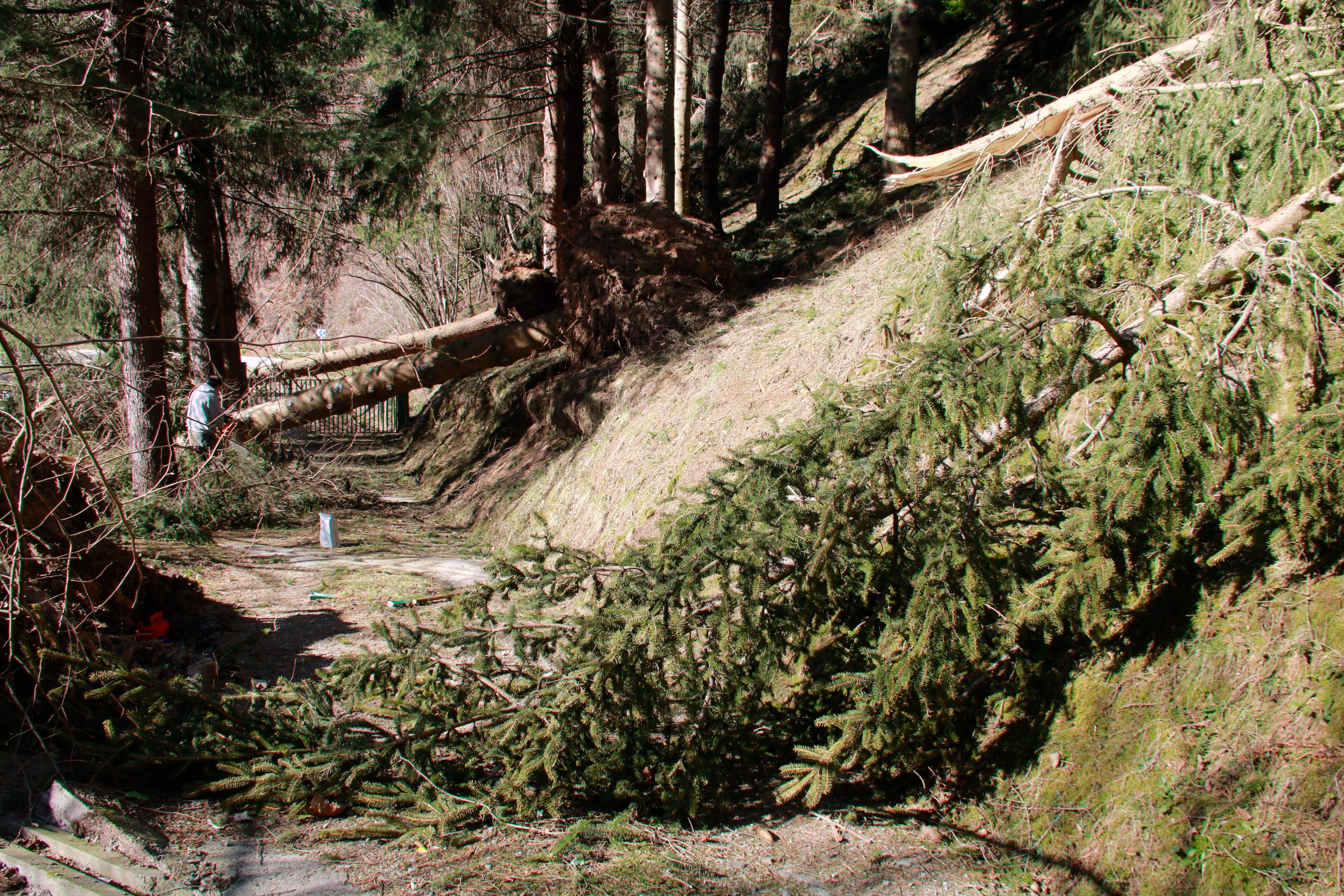 Arbres caiguts i edificis malmesos per la ventada al Ripollès: "Sembla que hagi passat una guerra"