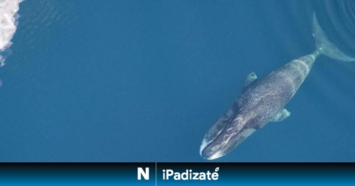 Las ballenas boreales podrían tener el secreto de la eterna juventud para la humanidad