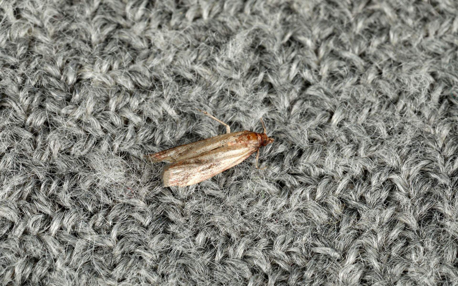 Los expertos coinciden: este es el mejor método para alejar las polillas de la ropa en casa