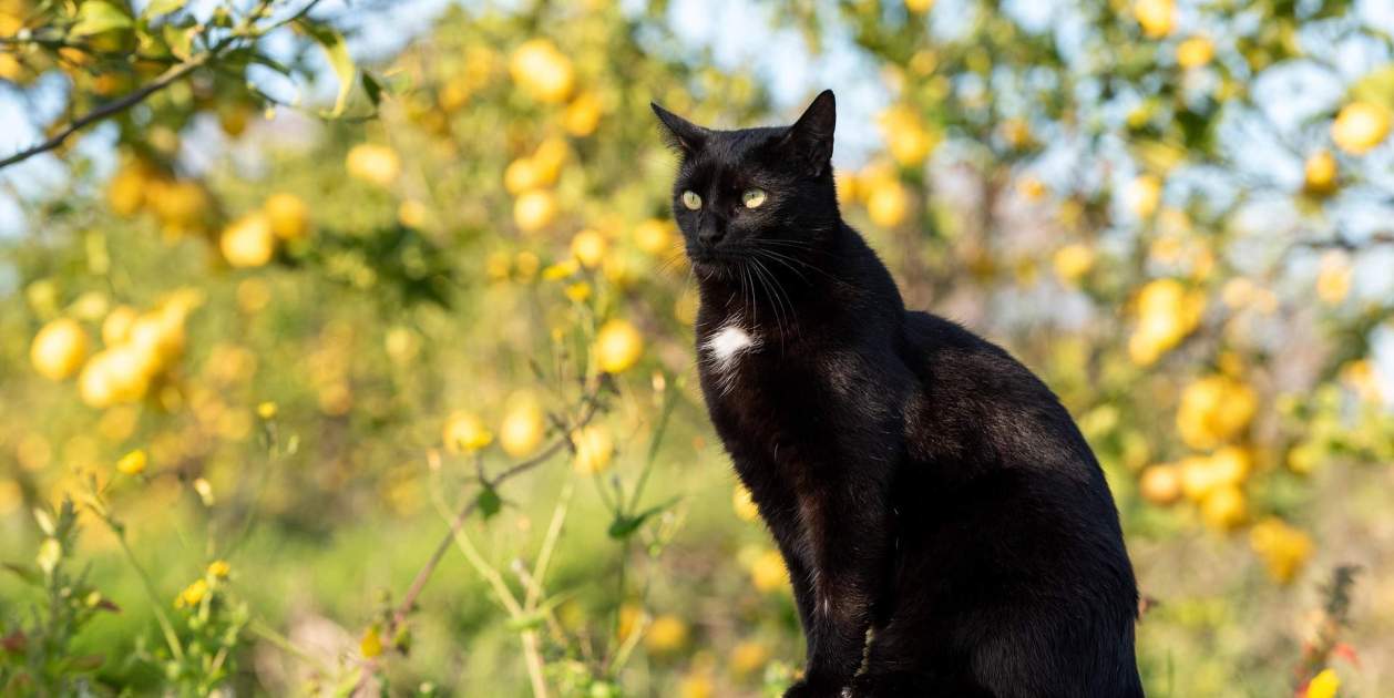 La troballa ajuda a explicar per què els gats poden reorientar el seu cos en l'aire durant una caiguda La troballa ajuda a explicar per què els gats poden reorientar el seu cos en l'aire durant una caiguda