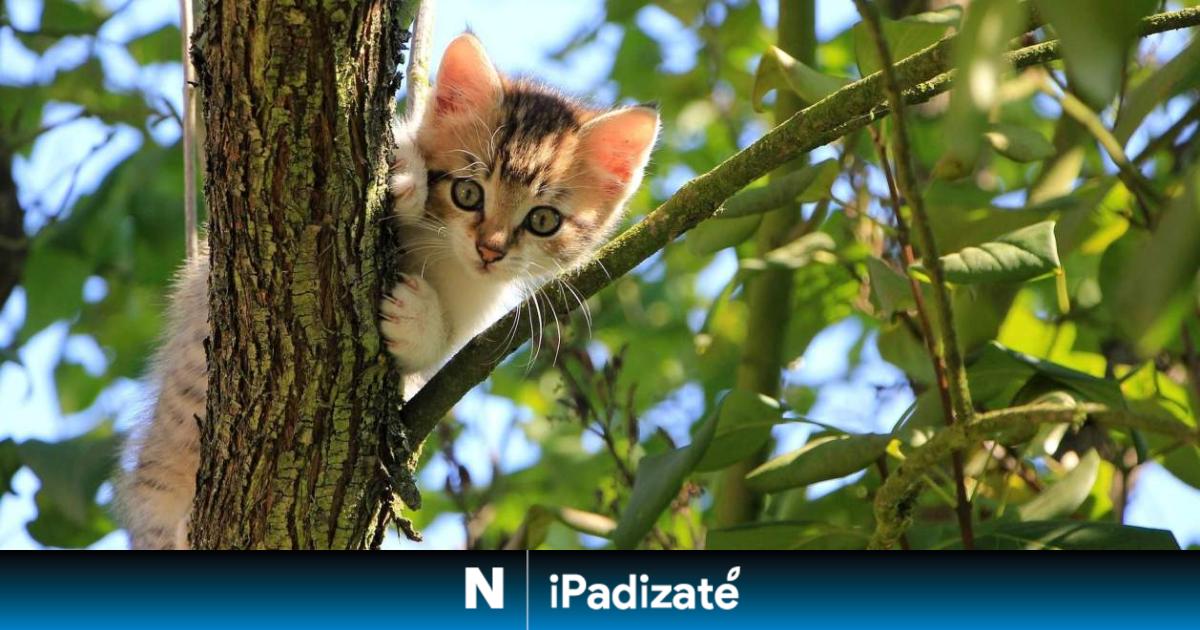 Misterio resuelto: por esto los gatos cae siempre de pie