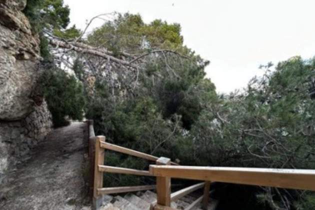 Árboles caídos. Foto. Cedida