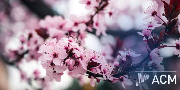 PORTADA FEM PAIS ACM   AGENDA MUNICIPIS