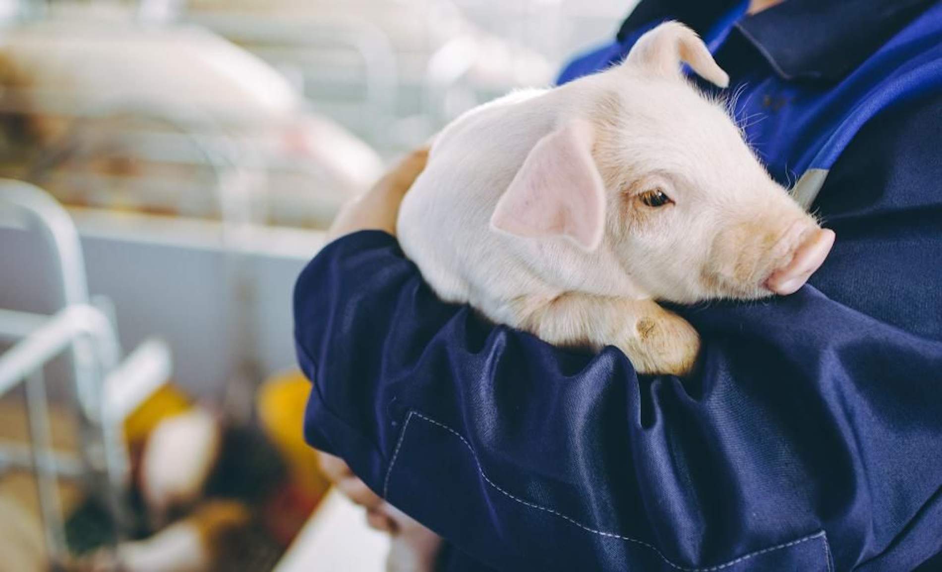 Acrediten que més de 150 explotacions porcines de Múrcia treballen de manera respectuosa amb el medi ambient