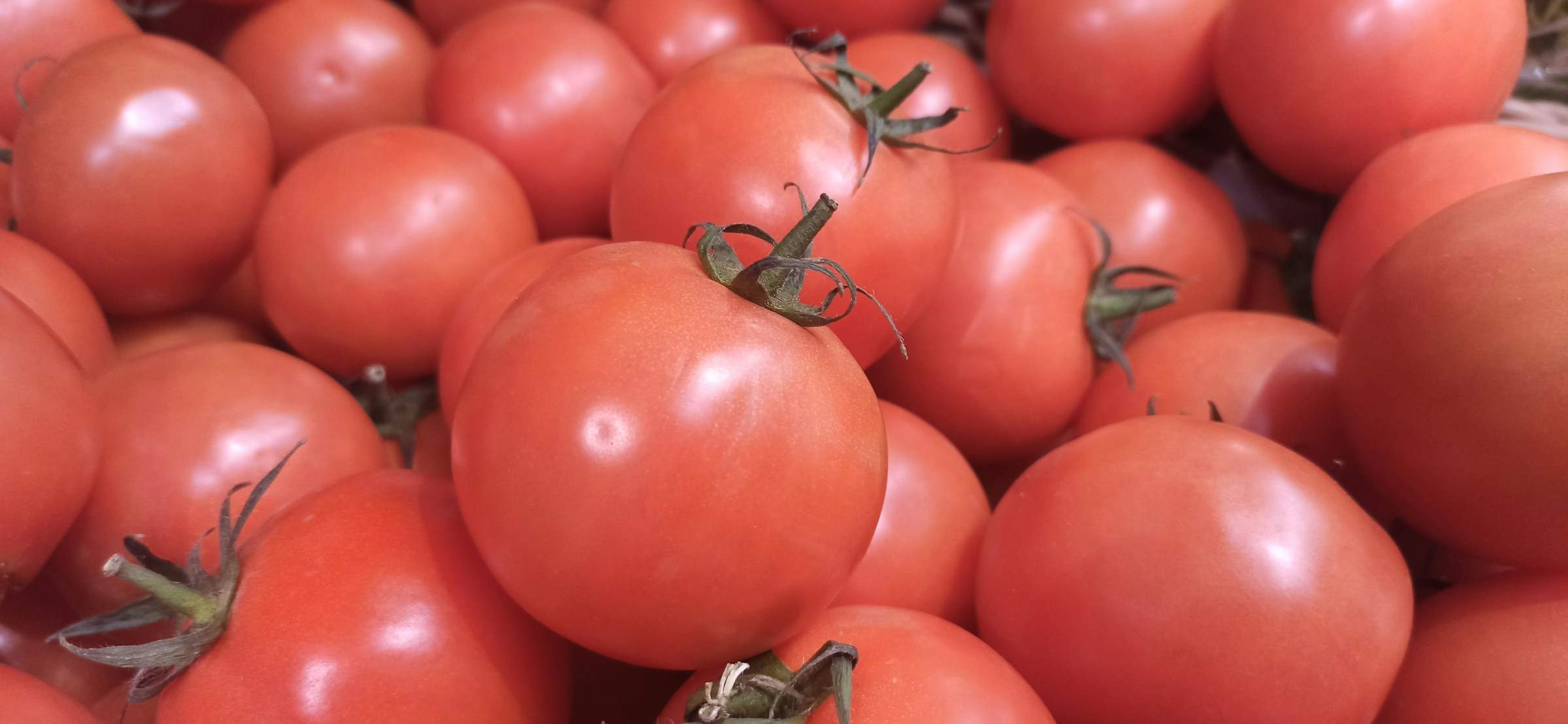 Los cocineros piden usar solo una variedad de tomate para el pan