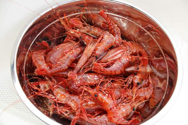 Gamba Vermella / Foto: Unsplash