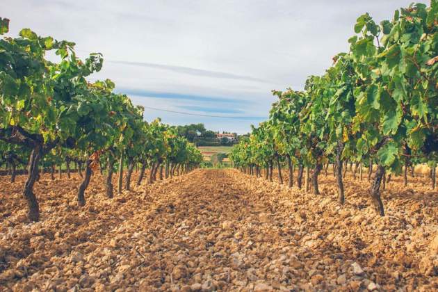 Vinya del celler Colet. / Foto: Cedida Vinya del celler Colet. / Foto: Cedida