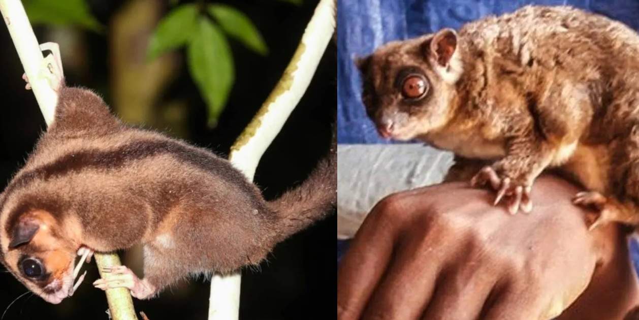 Pensábamos que llevaban extintas 6.000 años y solo se estaban escondiendo bien