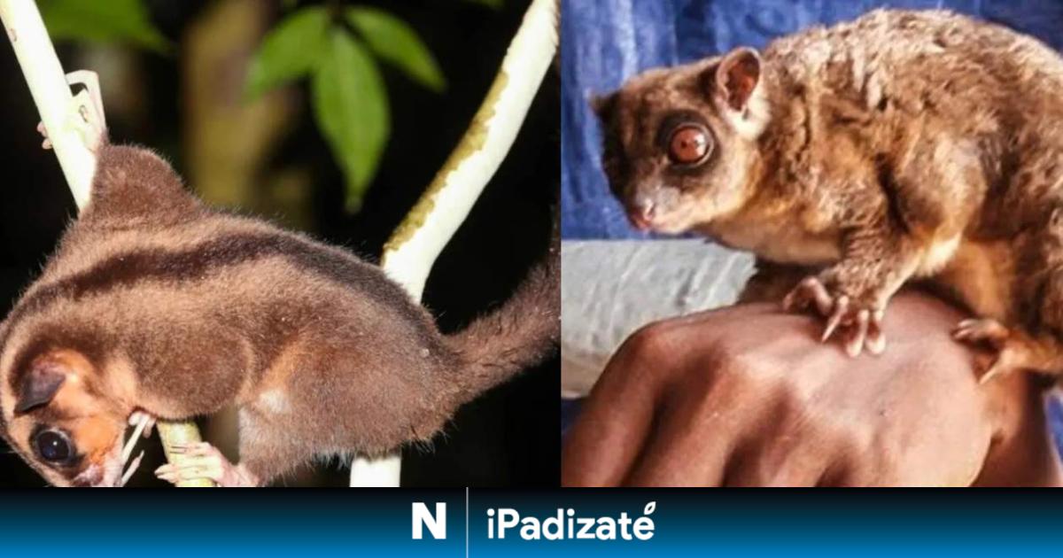 Pensábamos que llevaban extintas 6.000 años y solo se estaban escondiendo bien