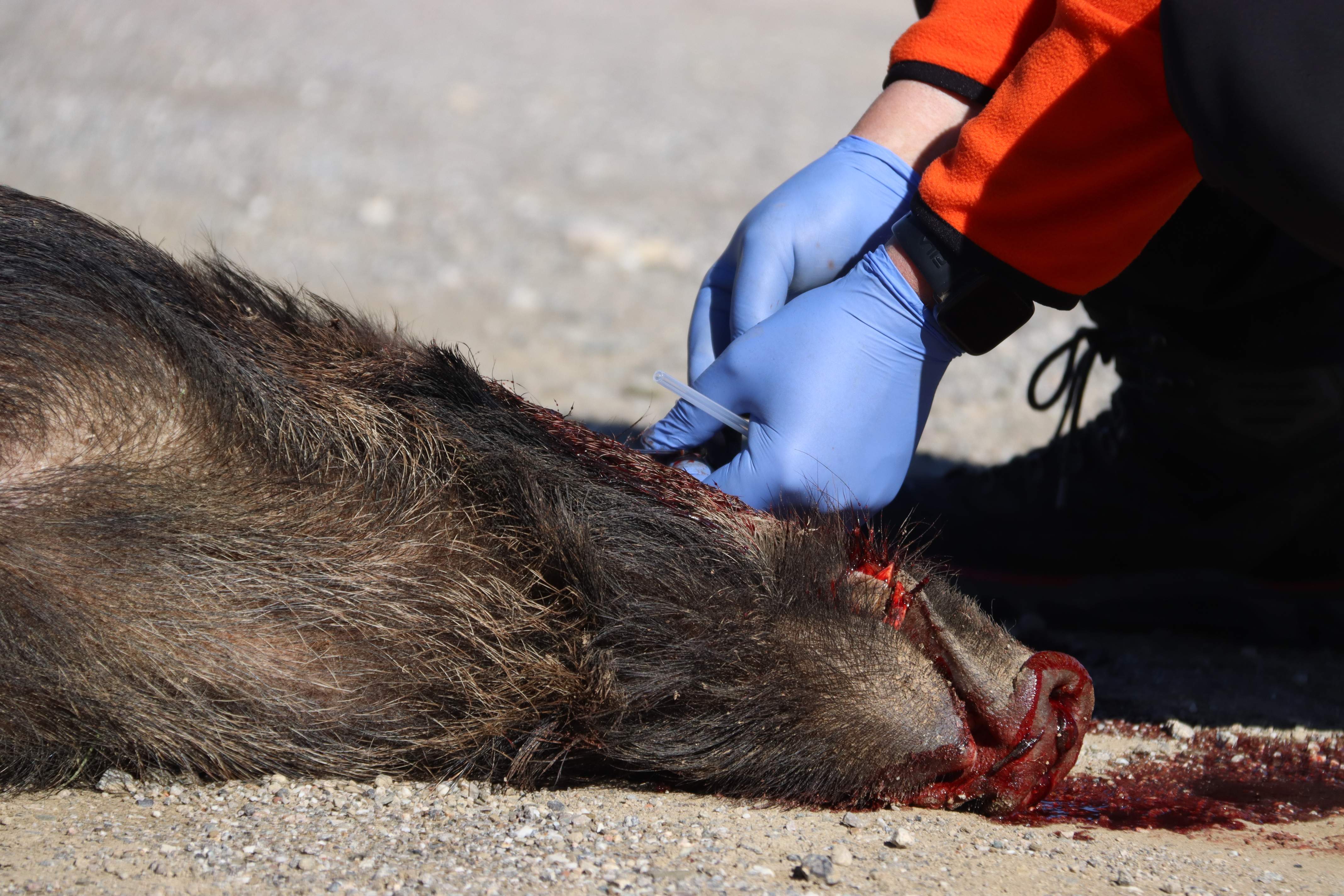 Tres nous casos de pesta porcina africana eleven a 241 els positius i intensifiquen el control de senglars