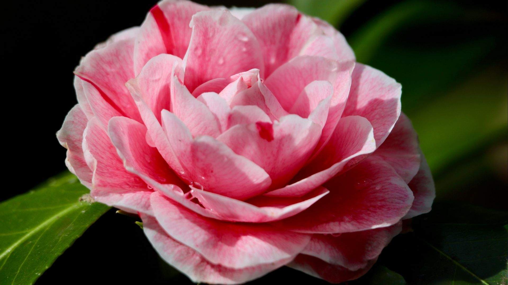 La planta ideal para terrazas pequeñas: elegante, resistente y fácil de cuidar