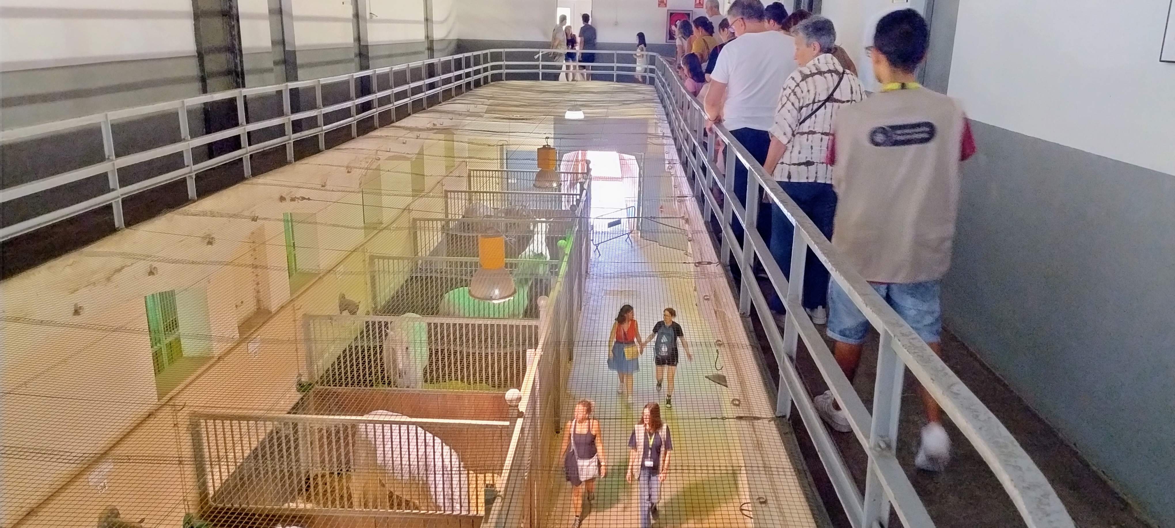 cavallerisses guardia urbana jp