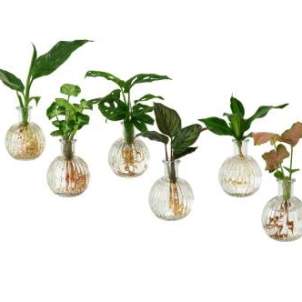 Juego de plantas de Ikea