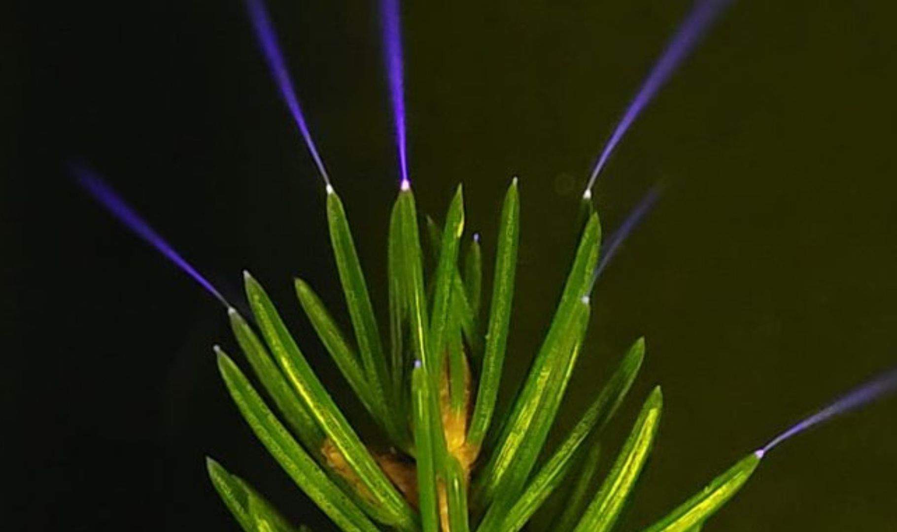 Descubren que los árboles brillan durante las tormentas; simplemente no podíamos verlo