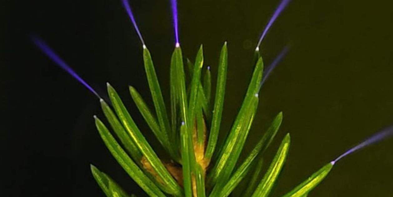 Descubren que los árboles brillan durante las tormentas; simplemente no podíamos verlo