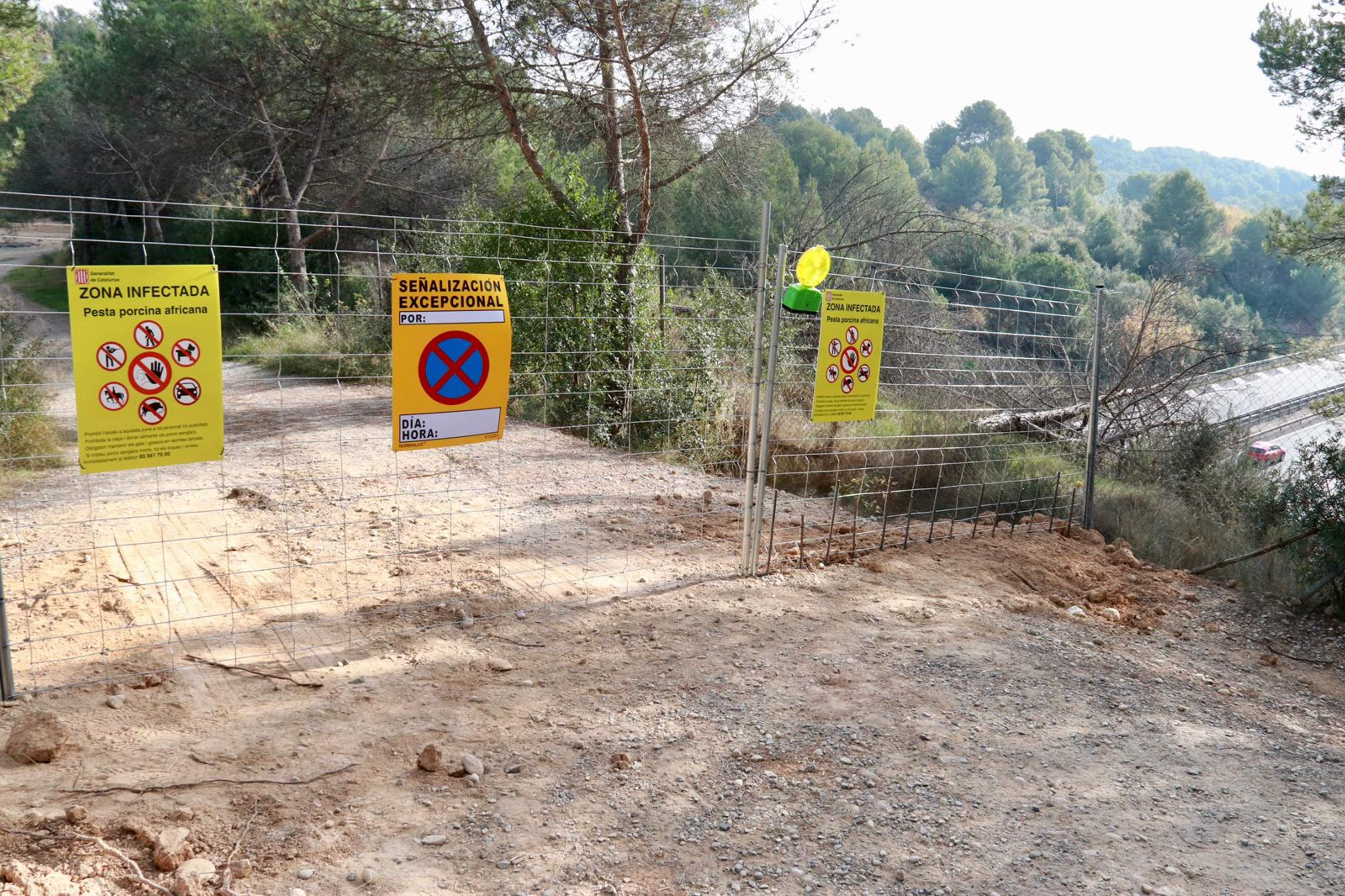 Detecten 11 nous casos de pesta porcina a la zona d'alt risc: ja en són 252 en total