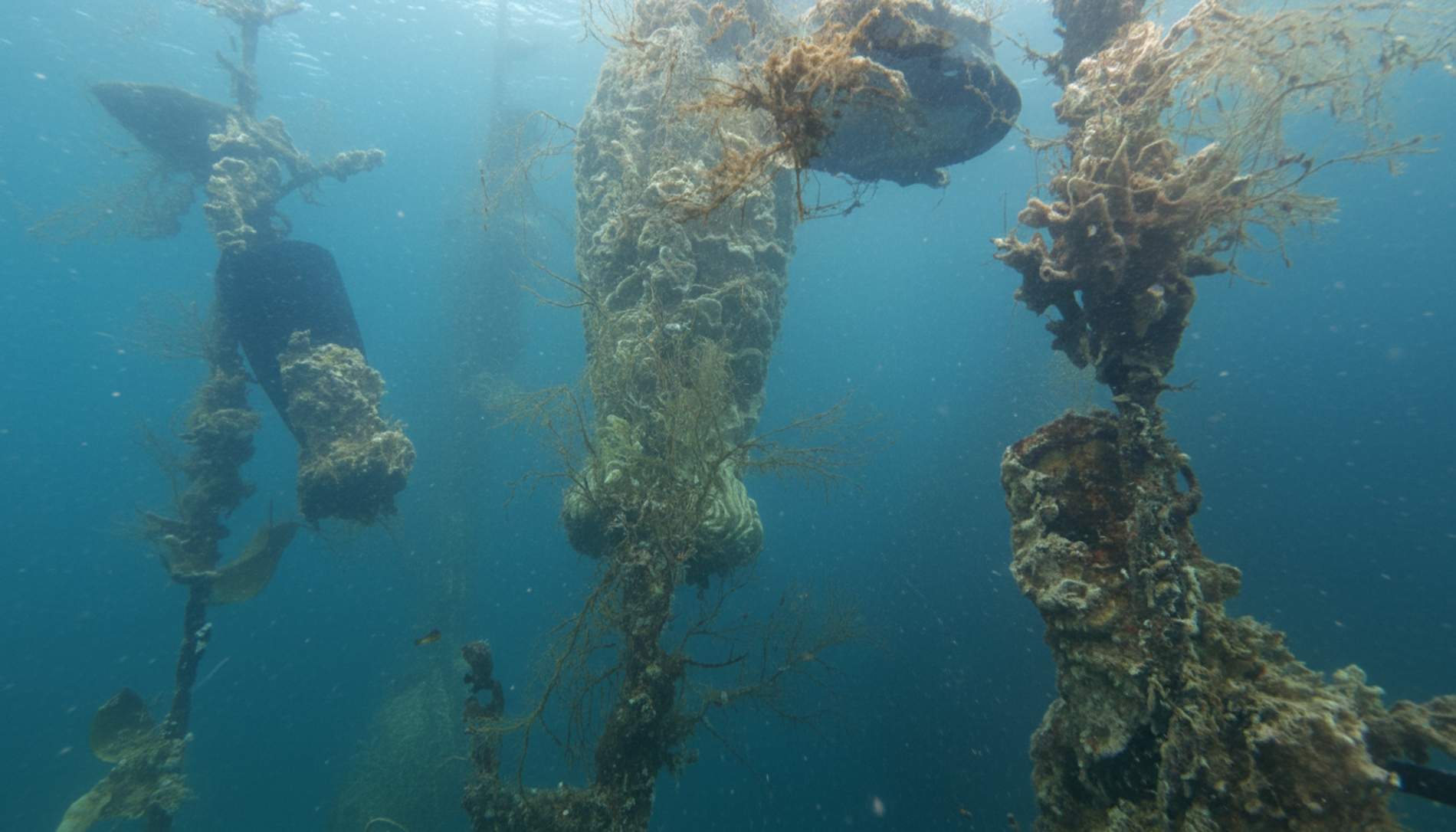 La cervesa Beer Nostrum es ermenta en muscleres a sis metros sota el mar (la Cervesera Artesana) 