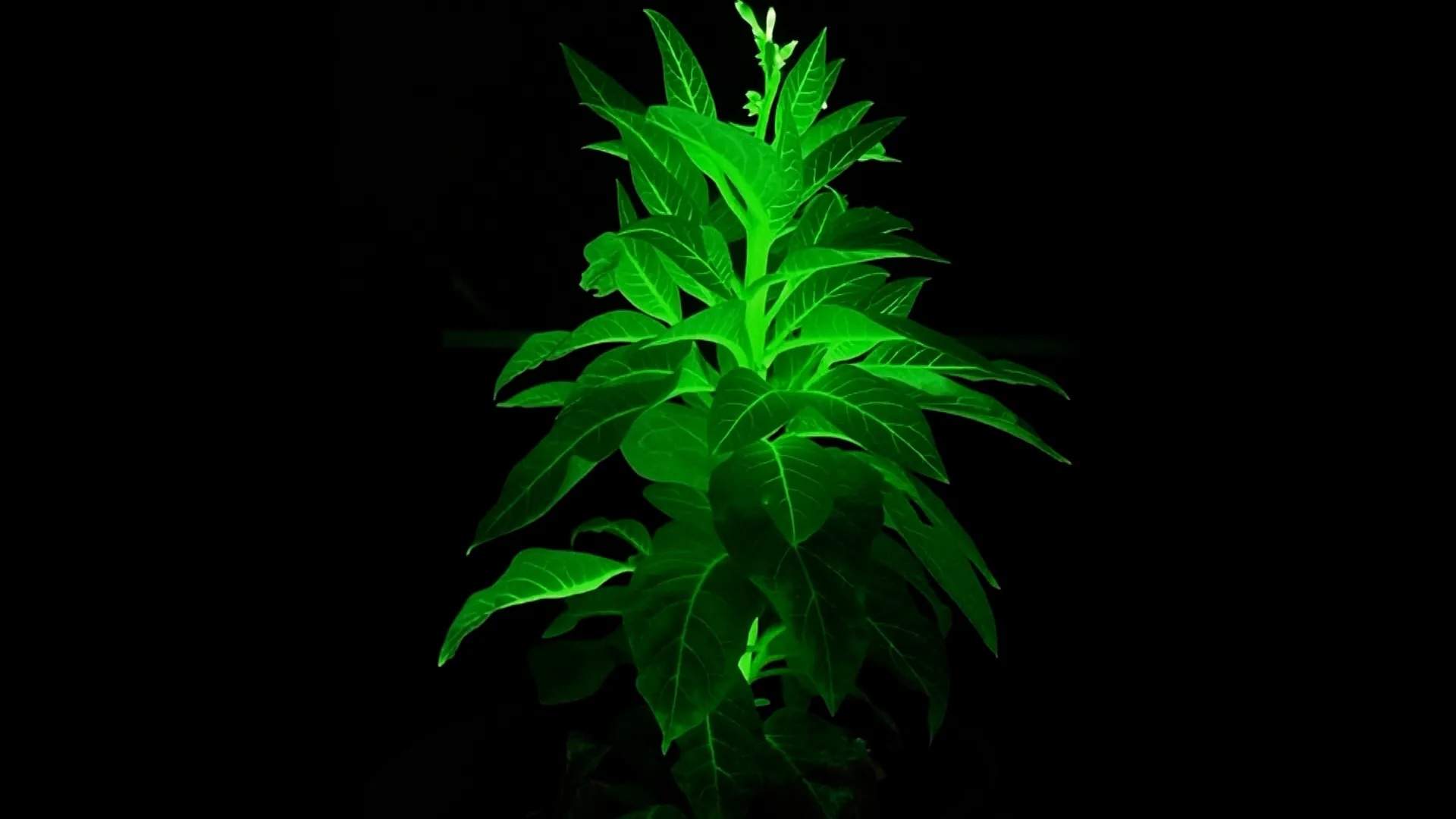 Plantas bioluminiscentes