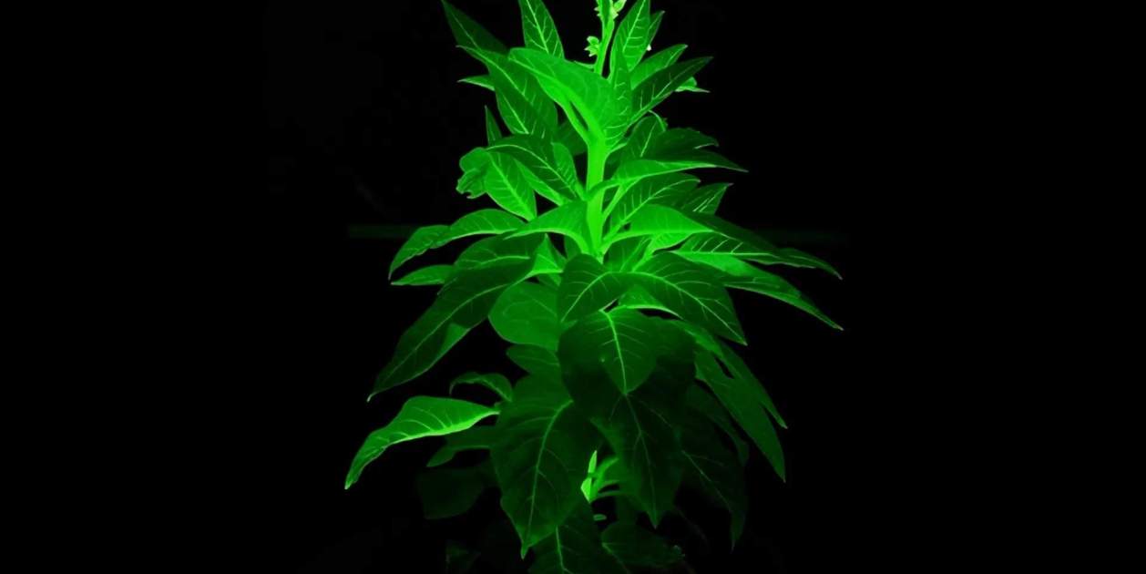 Científicos chinos crean plantas que brillan en la oscuridad para iluminar ciudades sin electricidad