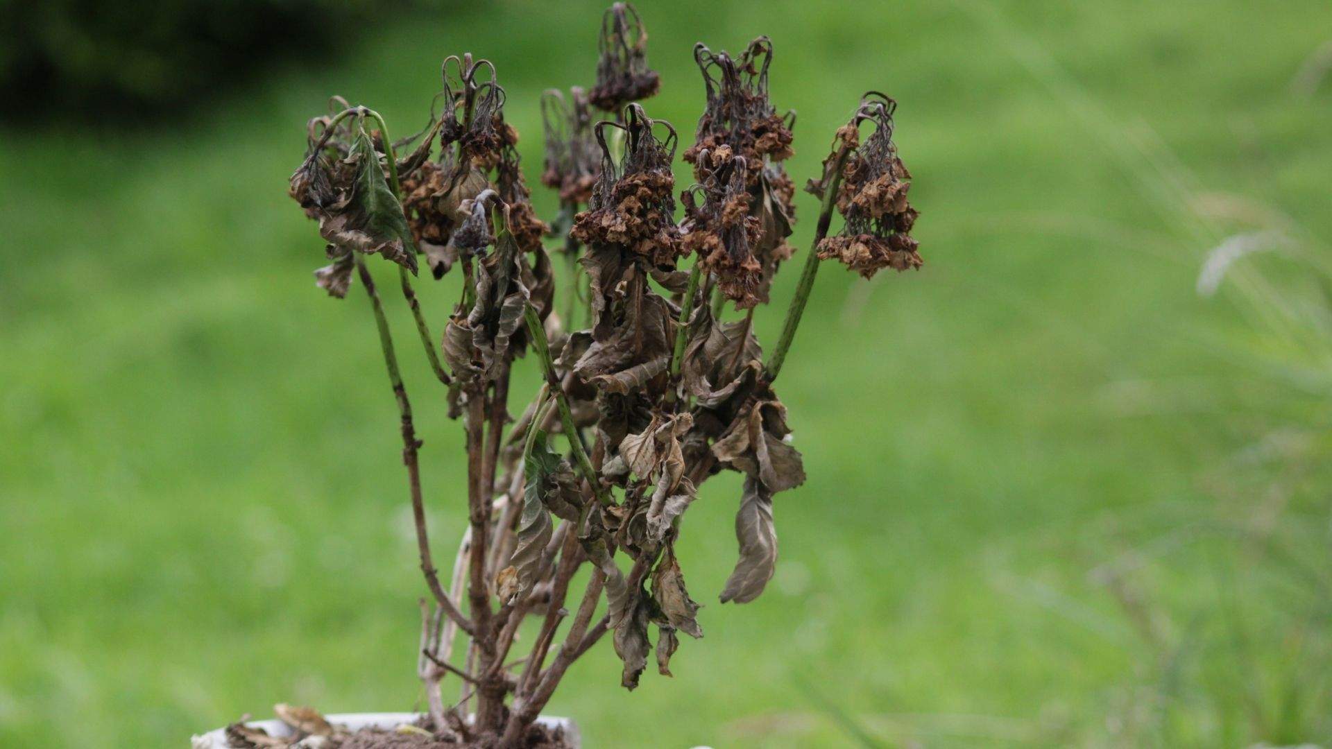 Deixa de matar les teves plantes: el truc amb un escuradents de fusta per saber quan regar