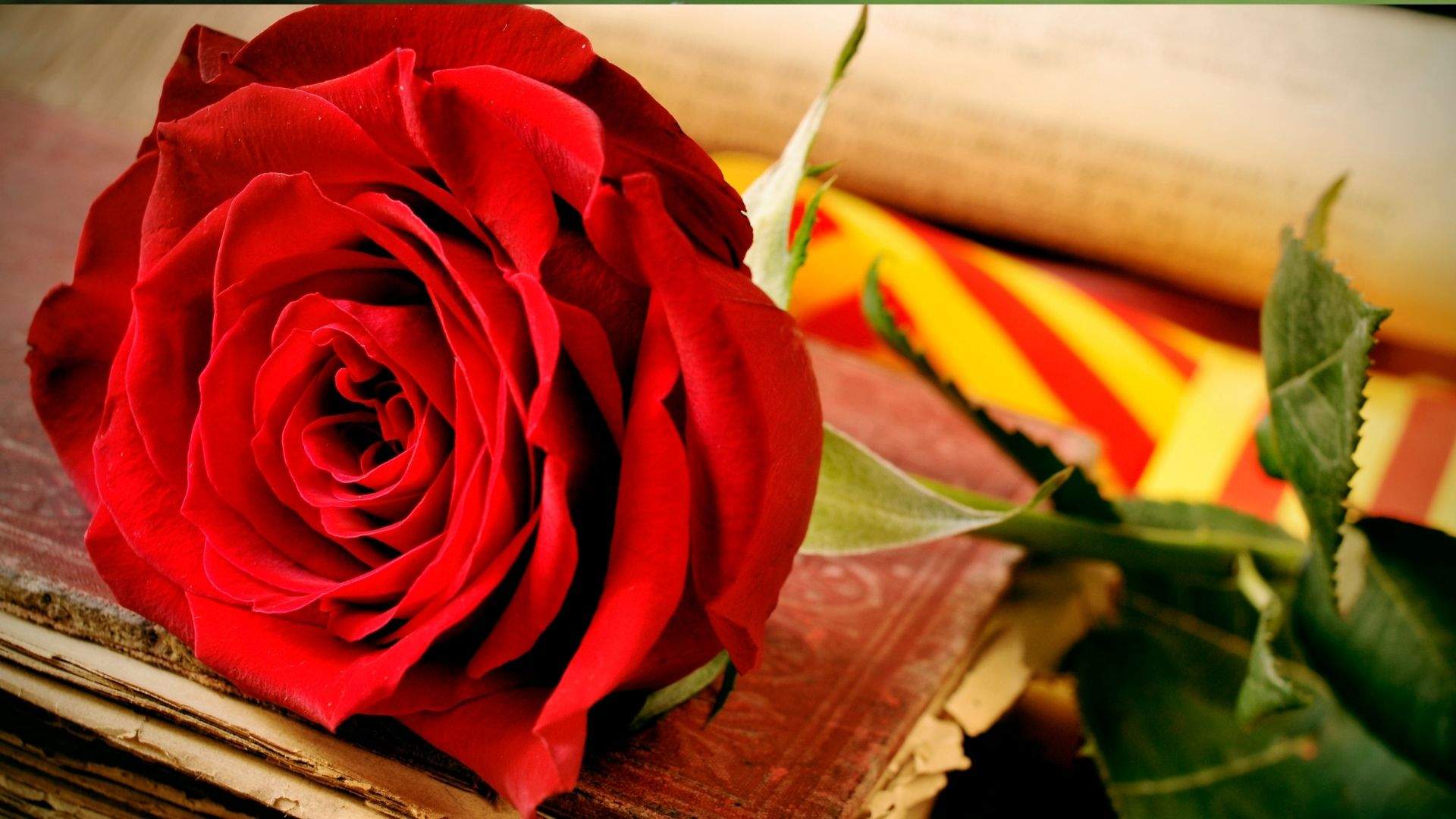 Rosa de Sant Jordi 2026: per què és vermella i quin és el seu origen?