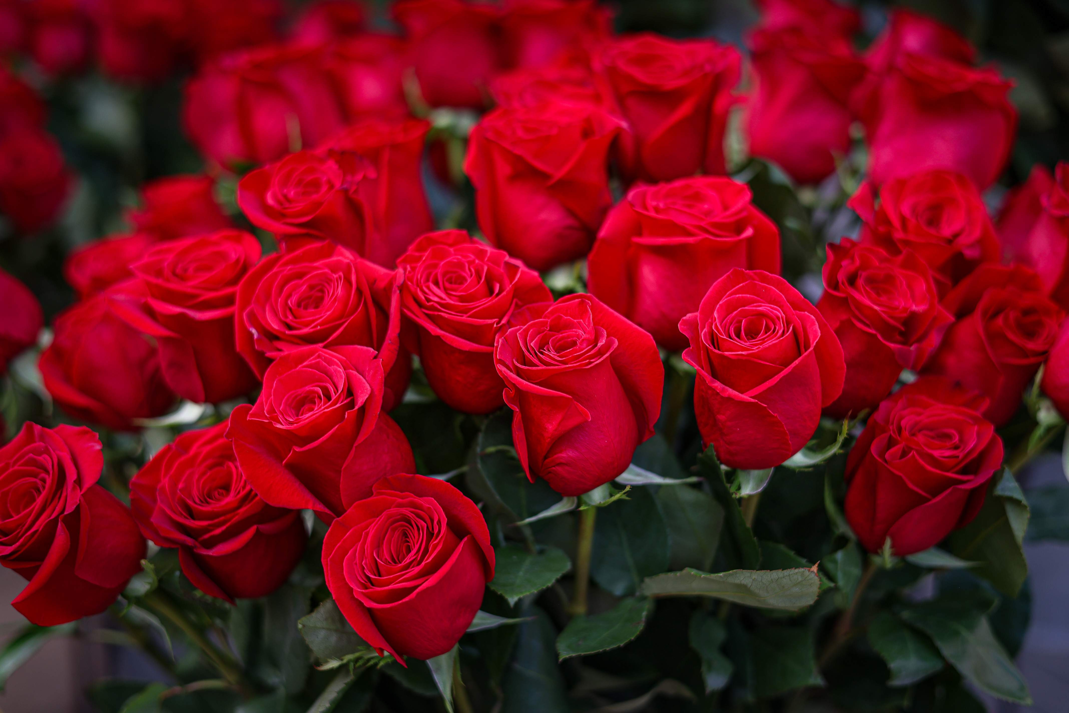 Floristas denuncian caos, intrusismo y pérdidas millonarias en la venta de rosas por Sant Jordi