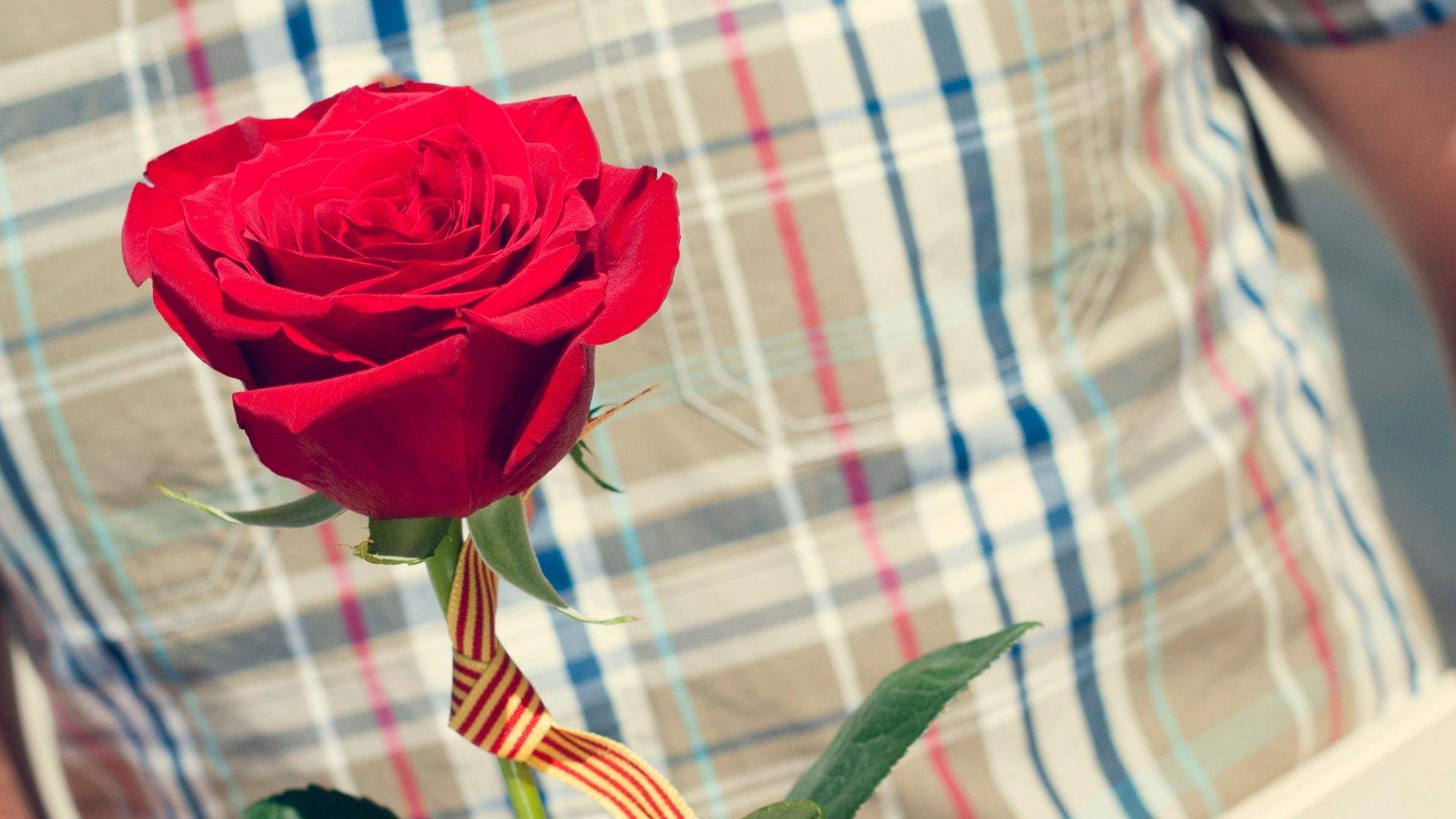 Cómo desecar la rosa de Sant Jordi para guardarla toda la vida: cuatro métodos efectivos