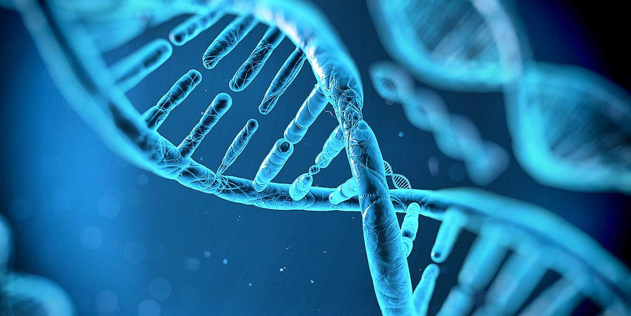 Regenerar una extremidad ya no es imposible: científicos descubren los genes clave