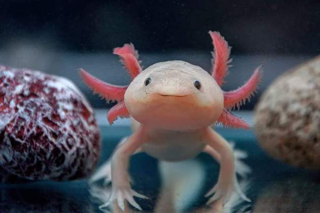 Las pruebas de regeneración de extremidades la lideran los axolotes