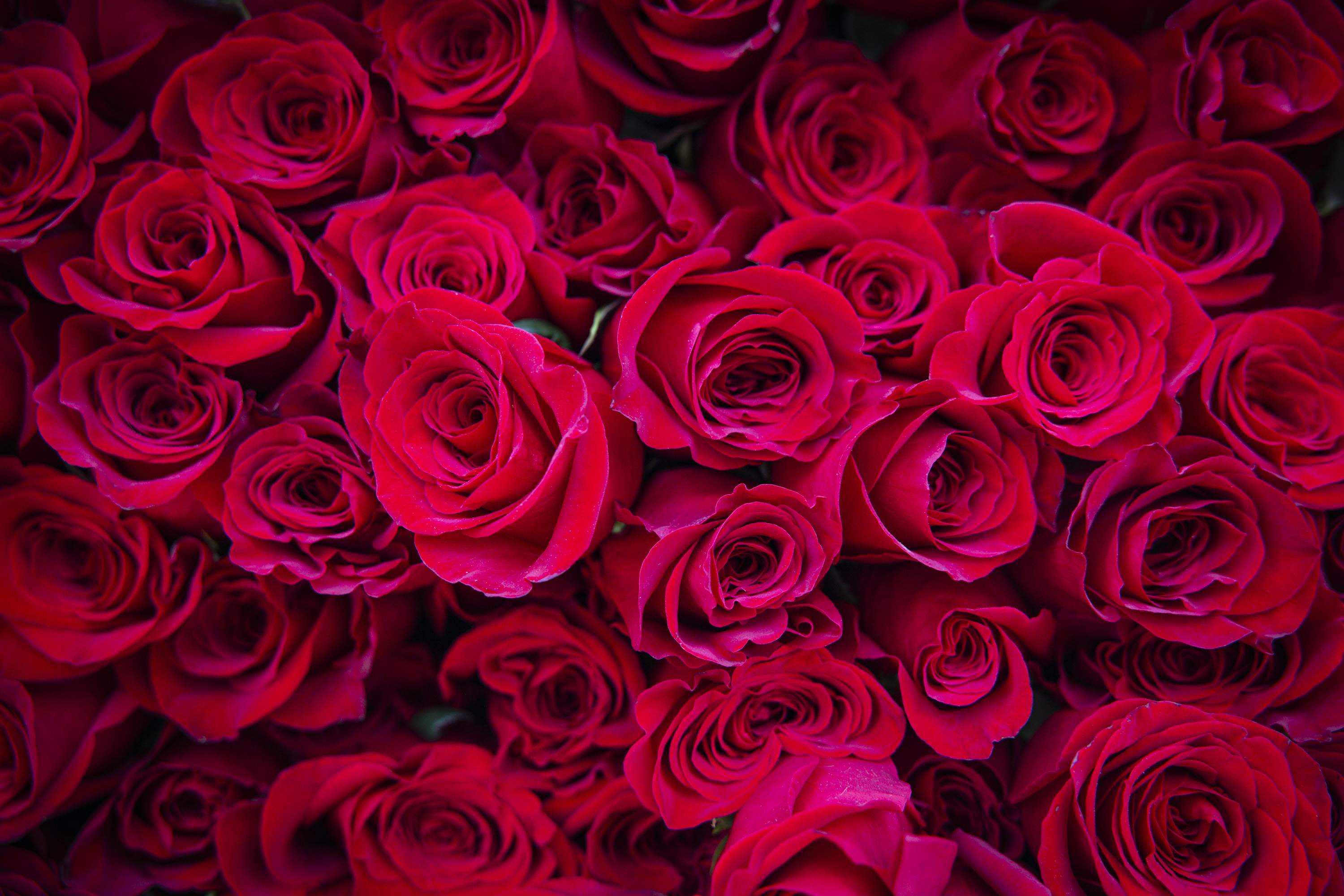 Sant Jordi, camp de batalla per la defensa de la llengua entre els partits