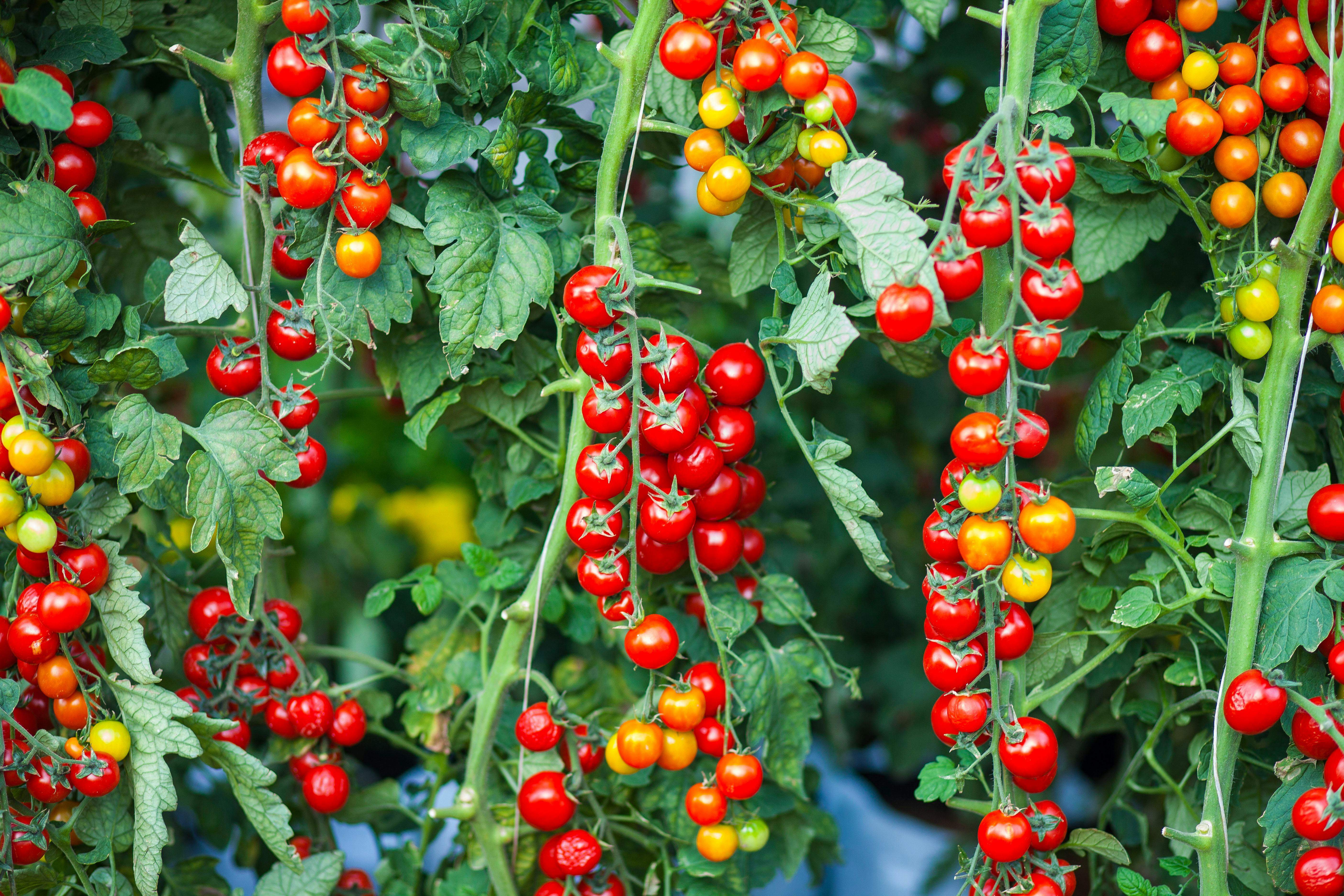 Els xefs usen el mateix mètode amb el qual tallen 20 tomàquets d'un sol moviment