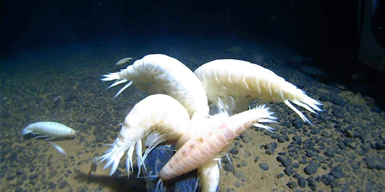 El estudio sugiere que esta especie abisal no era tan rara, sino mucho más difícil de detectar por las limitaciones del muestreo en profundidad