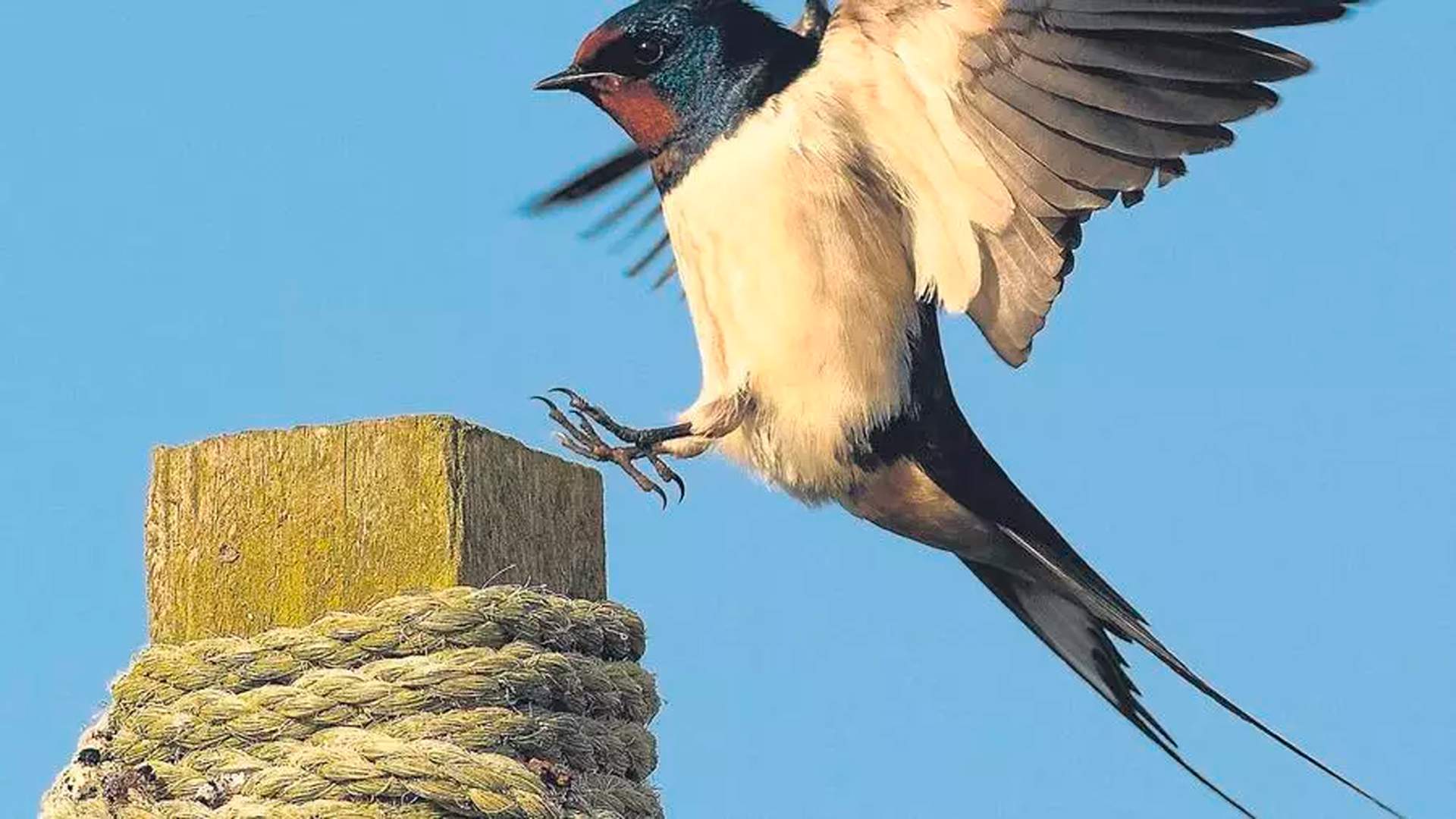 Golondrina anticipada, primavera templada: los pájaros anuncian el verano en Catalunya