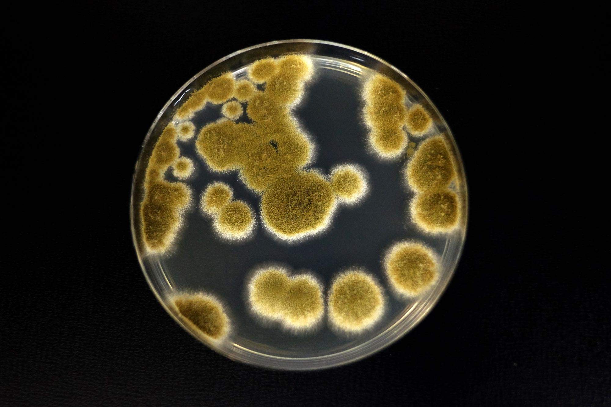 Aquest fong podria ser marcià, és capaç de sobreviure a l'espai profund