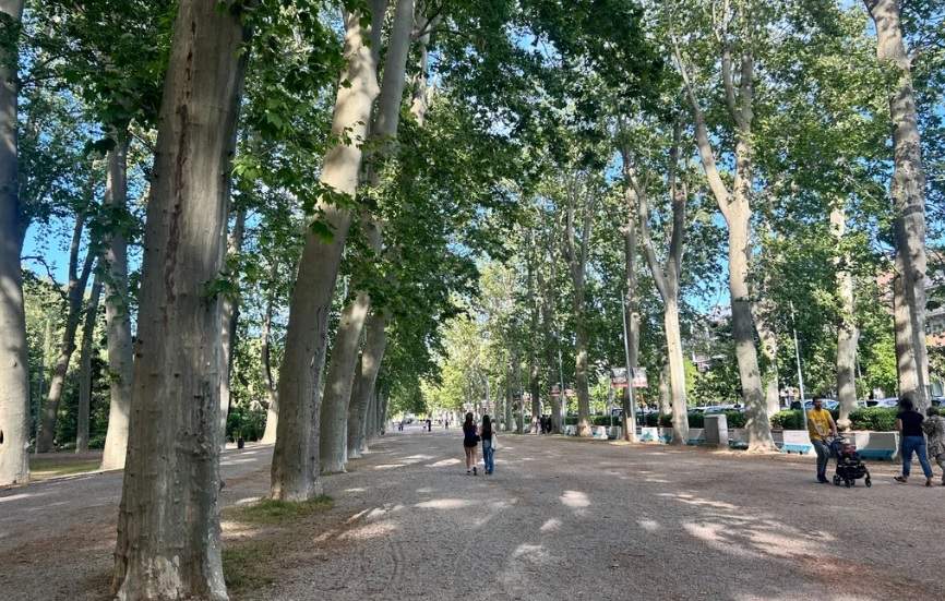 El árbol más alto de Catalunya se encuentra en este parque de Girona: 54 metros de altura y buena salud