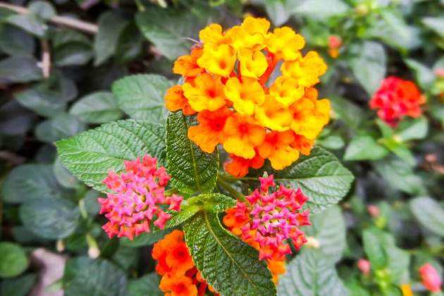 Imatge d'una lantana / TheColvinco