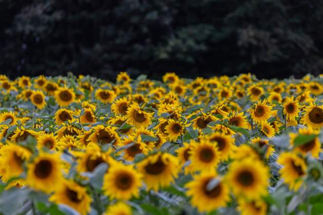 Imatge de gira-sols / Foto: Pixabay