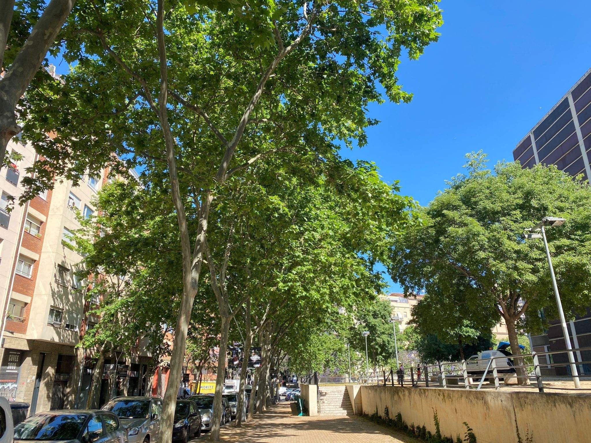 EuropaPress 4482067 platanos barcelona