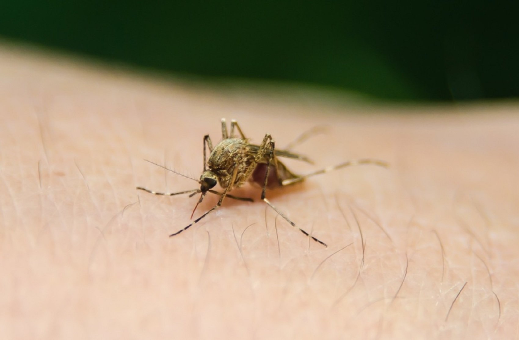 Un estudi relaciona l'alleujament de l'escalfament global amb menys malària